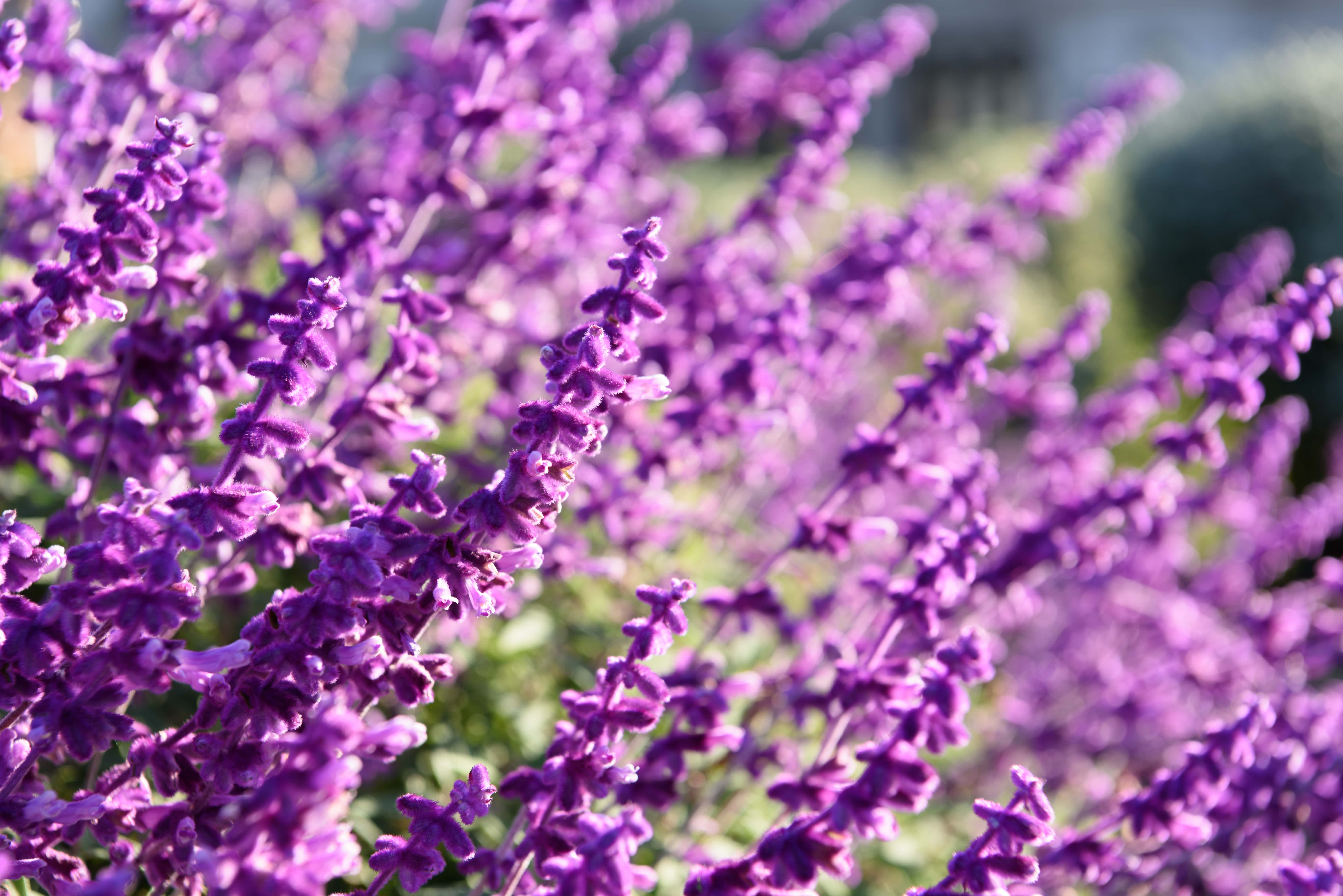 Lavender Blooms