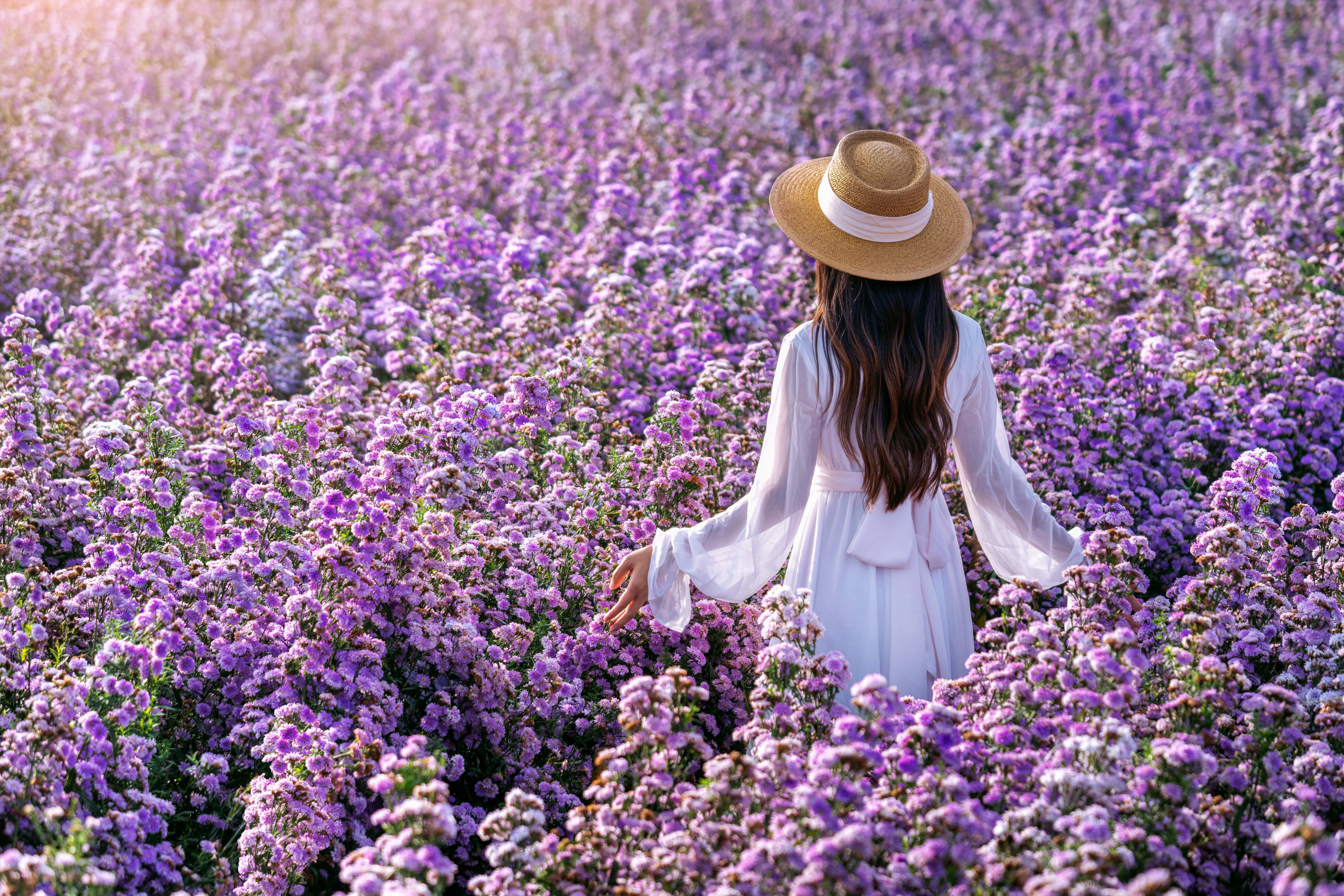 Lavender Field